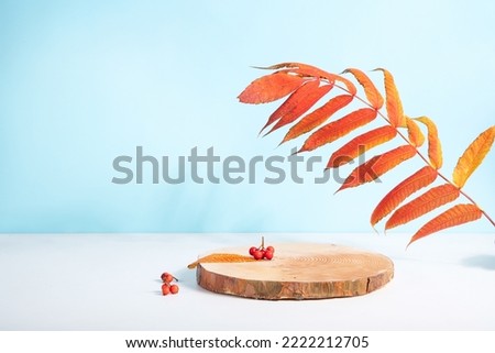 Wooden podium  on blue background with autumn rowan berries.  Showcase,  promotion sale, presentation, cosmetic. Autumn composition