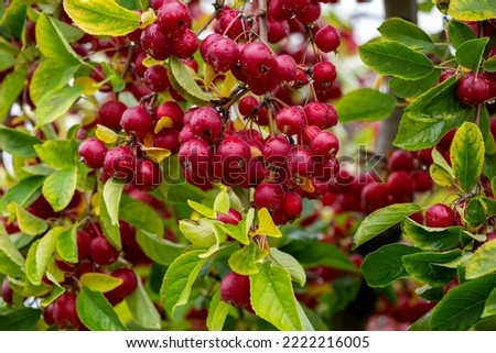 Many rare crab apples in the apple orchard. Royalty-Free Stock Photo #2222216005