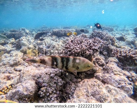 Close up view of tropical big broomtail wrasse known as  Cheilinus lunulatus underwater at the coral reef. Underwater life of reef with corals and tropical fish. Coral Reef at the Red Sea, Egypt.

