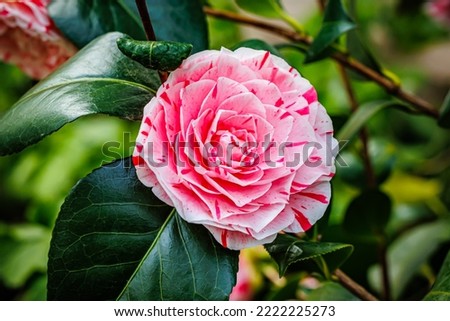 Pink white Camellia japonica 'Lavinia Maggi' flower and green leaves. Red striped white Camellia bloom on Bush in the garden,  close up. Royalty-Free Stock Photo #2222225273