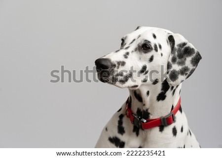 Close-up - beautiful adult Dalmatian dog sits on white background