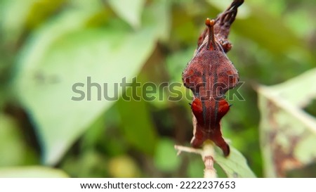 Close up macro of caterpilar backside. Defense pose of a moth caterpillar.  lobster moth (Stauropus fagi). Weird and wonderful larva. Slective focus. Insect macro photography