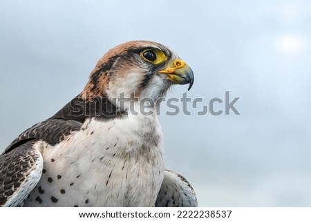 picture of Laggar falcon

Bird