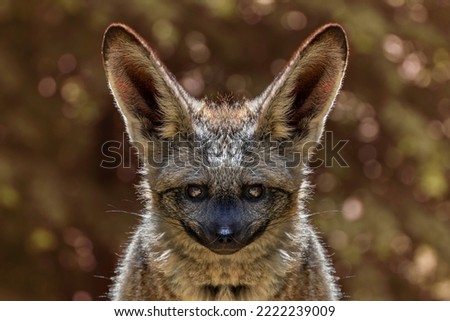 picture of Bat-eared fox

Animal

