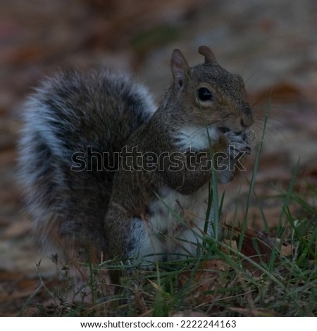 Eastern Grey Squirrel of North Carolina