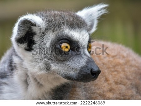 ring tailed lemur in portrait mode picture 