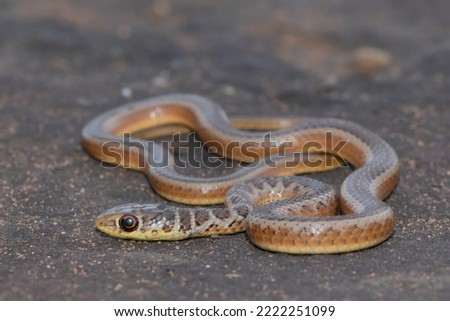 A relaxed juvenile short snouted grass snake (Psammophis brevirostris)