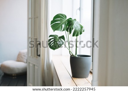 Interior details, a monstera flower in gray pot on the windowsill Royalty-Free Stock Photo #2222257945