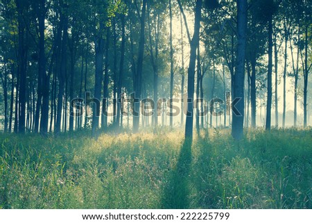 Morning in the forest illuminated by sunlight. Retro pastel style.
