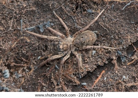 A large Wolf spider (Lycosidae) found amongst rocks