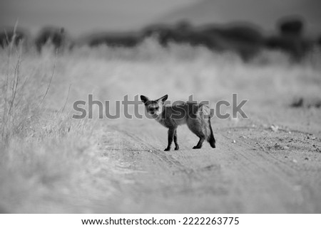 Bat eared fox in Ruaha national park. 