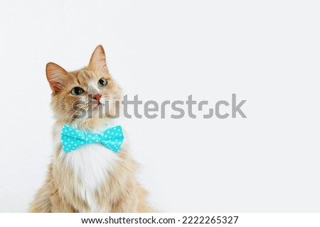 Beige fluffy cat in a bow tie sits on a white background. Place for text.
