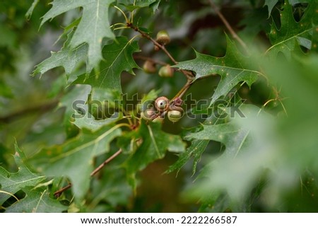 Pedunculate oak. A close-up of the fruit of an oak tree. Selective focus on the acorns. Blurred background. Picture of nature on the wall. focus. Natural background. Young acorns ripening on the tree.