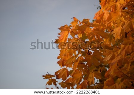 bright yellow maple leaves close-up against the blue sky, ukrainian fla, environment autumn sunny weather, tree branches
