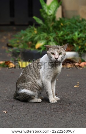 An old cat standing and looking at something in the street 