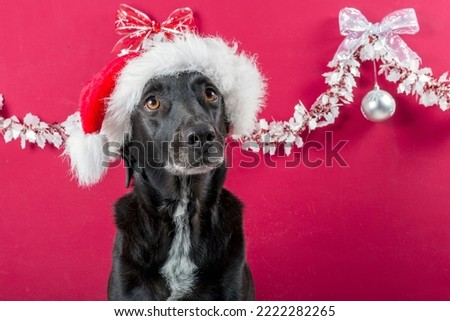 funny dog with santa claus hat with christmas decoration