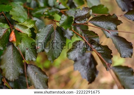 Natural background from leaves. Green-yellow leaves as background.