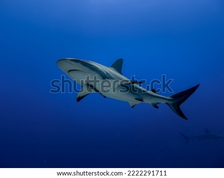 Caribbean reef shark moving under blue water 