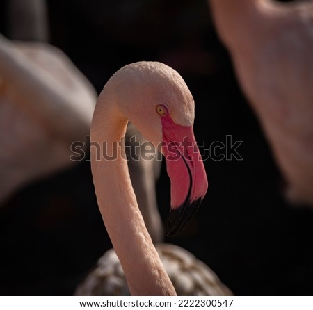 Color red pink gray flamingo bird in water pond in sunny autumn fresh afternoon