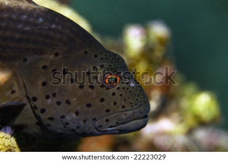 freckled hawkfish (paracirrhites forsteri)