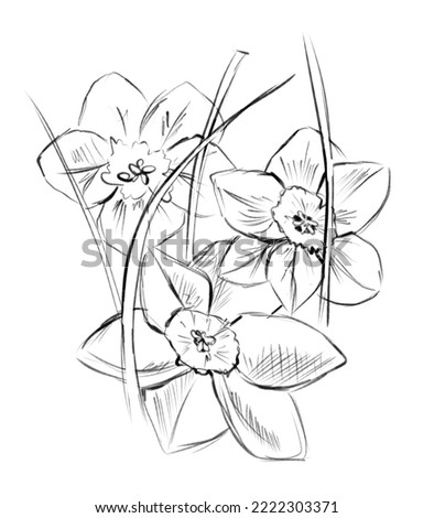 Daffodil flowers sketch, black and white digital illustration