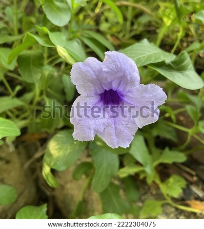 Beautiful purple Ruellia tuberosa flower with trailing leaves (in the garden)