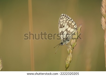 Close up image of a marbled white butterfly in nature