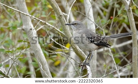                     Northern mockingbird portrait. Bird is perched in a tree along Broadcreek at Shelter Cove.           