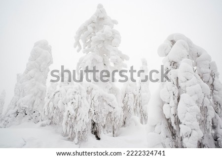 Beautiful winter landscape with snow covered trees. Winter fairy tale