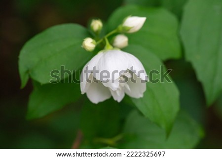Close up of jasmine flowers in a garden. Beautiful natural background. Shallow depth of field.