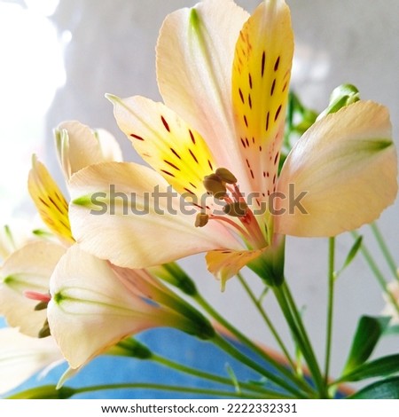 Alstroemeria, commonly called Lily Peru or Lily from Inca tribe, is the genus of flowering plants in the family of Alstroemeriaceae