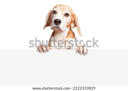 A portrait of beagle dog peeking over blank sign with paws hanging over and looking at camera. Isolated on white background. Copy space. Suitable for collage and banner making and any other design