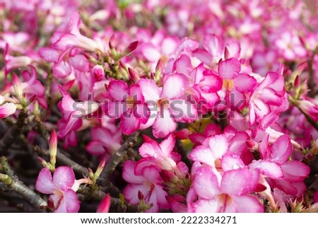 Pink adenium obesum flowers in the garden