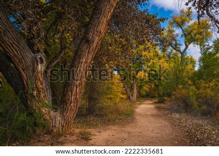 Autumn trees in the park, riparian cottonwood forest footpath at Bosque Trail Park of Rio Grand River in Albuquerque, New Mexico, USA Royalty-Free Stock Photo #2222335681