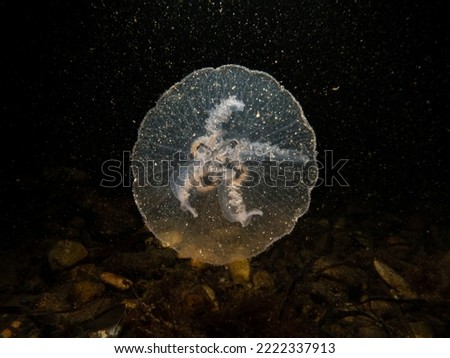 A close-up picture of a Moon jellyfish or Aurelia aurita with black seawater background. Picture from Oresund, Malmo Sweden. Cold water scuba diving