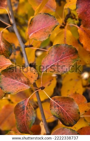 Colorful red-yellow-blue apple leaves in the autumn garden. Beautiful autumn flowers. Color glow. Abstract texture background. Summer background, banner.