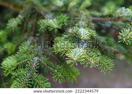 Close up of a Christmas tree twigs. Evergreen branches of a coniferous tree. Green spruce needles. Fragrant Christmas tree branches, perfect for Christmas centerpieces.