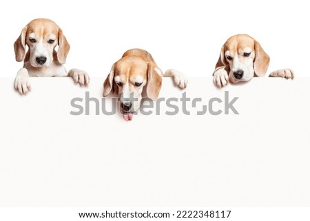 Three beagle dogs looking down at the blank sign with paws hanging over. Isolated on white background. Copy space.