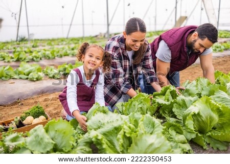 Mother, father and girl farming, in greenhouse and vegetables for health to harvest, fresh produce and organic food picking. Family, parents and kid doing agriculture, healthy and community garden. Royalty-Free Stock Photo #2222350453