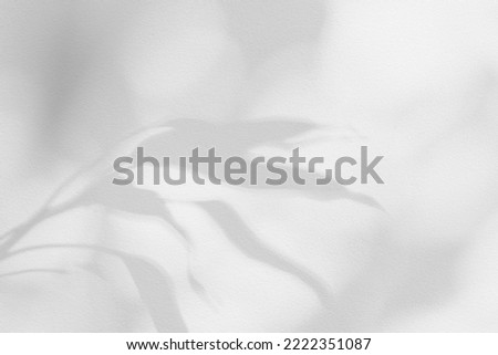 Shadow and sunshine of leaves reflection. Jungle gray darkness leaf shade and lighting on concrete wall for wallpaper, shadows overlay effect. Blur shadow abstract background
