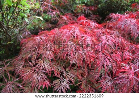 The autumn colours of the Japanese maple 'Garnet’ tree.  Royalty-Free Stock Photo #2222351609