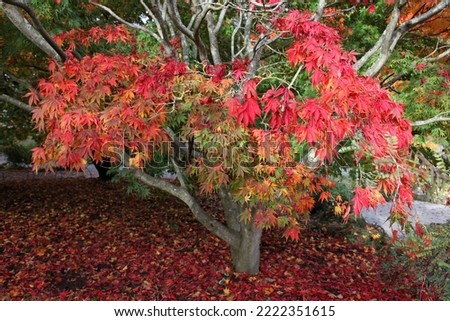 The autumn colours of the Acer palmatum 'Elegans' tree. 