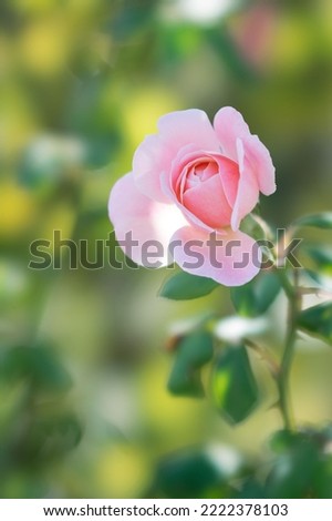 beautiful roses in the garden