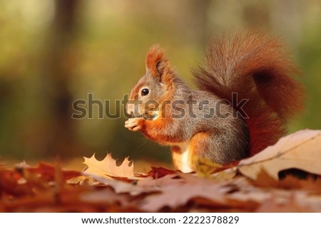 Adorable red squirrel in autumn park Royalty-Free Stock Photo #2222378829
