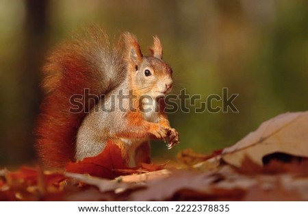 Adorable red squirrel in autumn park Royalty-Free Stock Photo #2222378835