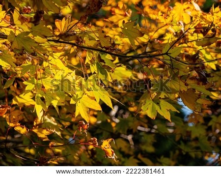 Sunny autumn landsacpe at Mount Hiei, Kyoto, Japan