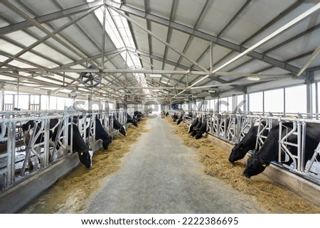 Dairy farm, barn panorama with roof inside and many cows eating hay