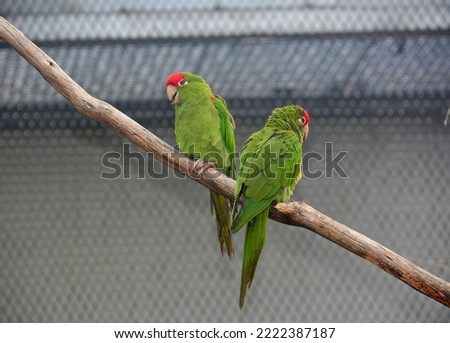 Parrots sit on branches and have fun. 