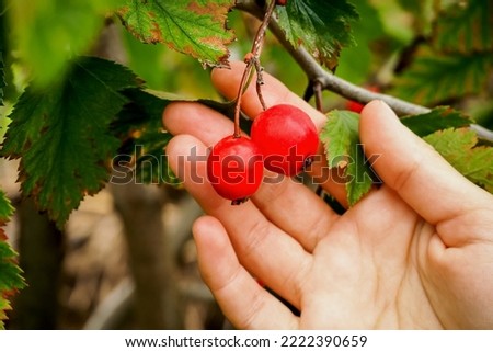 ripe red hawthorn berries grow on a hawthorn bush. cultivation of medical berries and plants concept Royalty-Free Stock Photo #2222390659