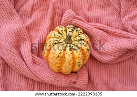 Melon Sweet Dumpling lies on a knitted pink sweater.